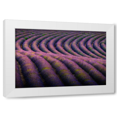 Europe-France-Provence-Valensole Plateau-Rows of ripe lavender White Modern Wood Framed Art Print by Jaynes Gallery