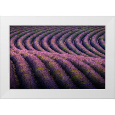 Europe-France-Provence-Valensole Plateau-Rows of ripe lavender White Modern Wood Framed Art Print by Jaynes Gallery
