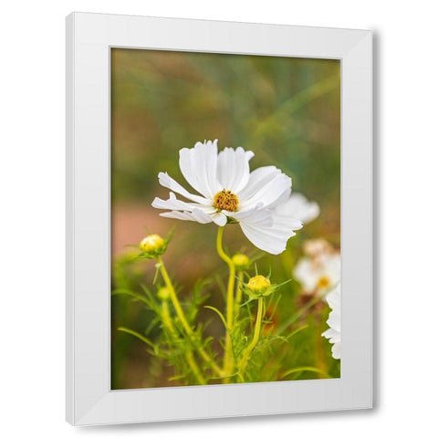 France-Haute-Vienne-Limoges Flowers in a garden in Limoges White Modern Wood Framed Art Print by Wilson, Emily