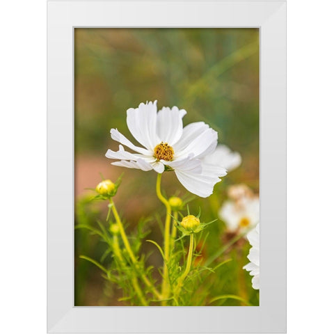 France-Haute-Vienne-Limoges Flowers in a garden in Limoges White Modern Wood Framed Art Print by Wilson, Emily