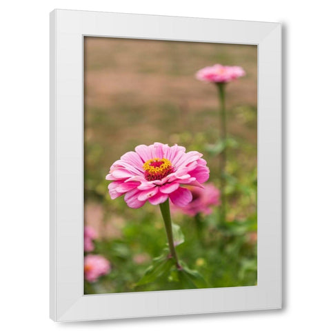 France-Haute-Vienne-Limoges Flowers in a garden in Limoges White Modern Wood Framed Art Print by Wilson, Emily