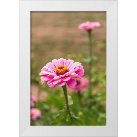 France-Haute-Vienne-Limoges Flowers in a garden in Limoges White Modern Wood Framed Art Print by Wilson, Emily