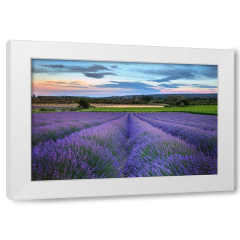 France-Provence-Salt-lavender field in full bloom White Modern Wood Framed Art Print by Steve Mohlenkamp