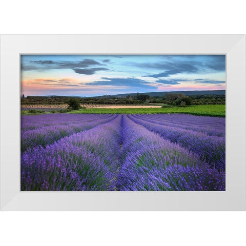 France-Provence-Salt-lavender field in full bloom White Modern Wood Framed Art Print by Steve Mohlenkamp