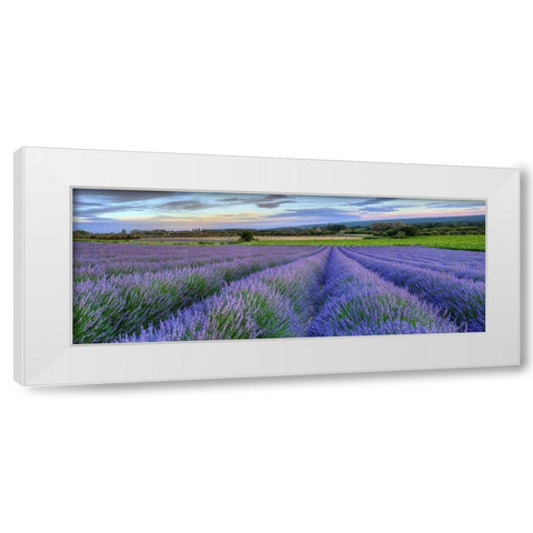 Lavender bloom near Sault in the south of France panoramic White Modern Wood Framed Art Print by Steve Mohlenkamp