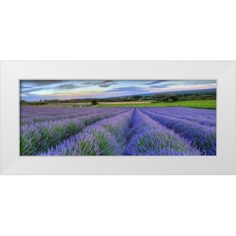 Lavender bloom near Sault in the south of France panoramic White Modern Wood Framed Art Print by Steve Mohlenkamp