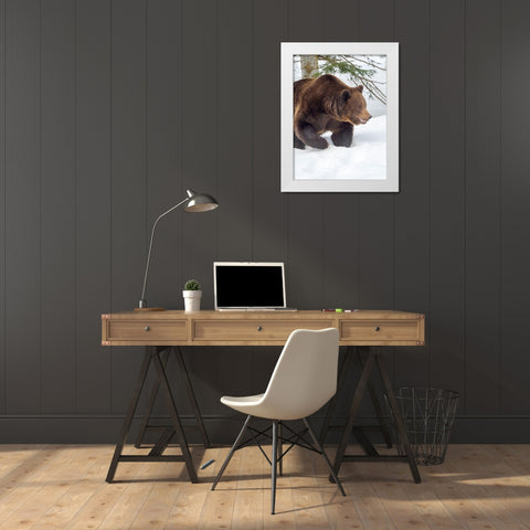 Eurasian brown bear in deep snow-During winter in National Park Bavarian Forest Germany-Bavaria White Modern Wood Framed Art Print by Zwick, Martin