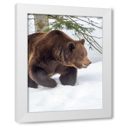 Eurasian brown bear in deep snow-During winter in National Park Bavarian Forest Germany-Bavaria White Modern Wood Framed Art Print by Zwick, Martin