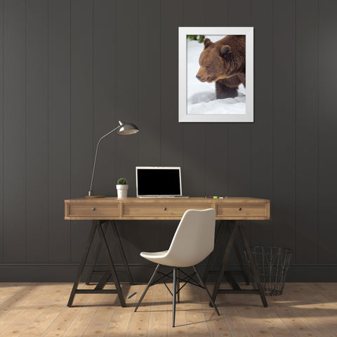 Eurasian brown bear in deep snow-During winter in National Park Bavarian Forest Germany-Bavaria White Modern Wood Framed Art Print by Zwick, Martin