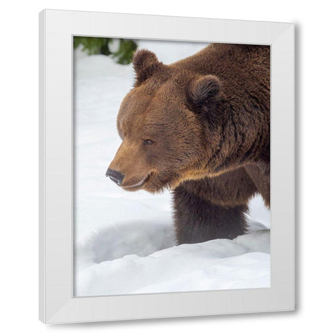 Eurasian brown bear in deep snow-During winter in National Park Bavarian Forest Germany-Bavaria White Modern Wood Framed Art Print by Zwick, Martin