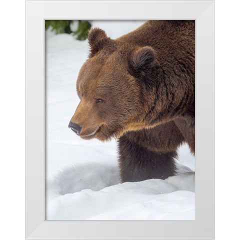 Eurasian brown bear in deep snow-During winter in National Park Bavarian Forest Germany-Bavaria White Modern Wood Framed Art Print by Zwick, Martin
