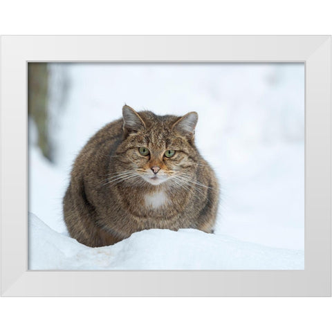 European wildcat during winter in deep snow in National Park Bavarian Forest Germany-Bavaria White Modern Wood Framed Art Print by Zwick, Martin