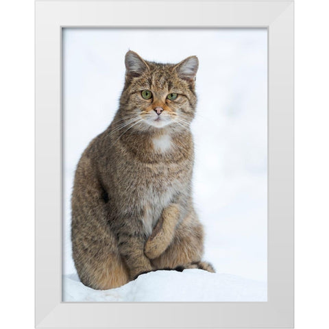 European wildcat during winter in deep snow in National Park Bavarian Forest Germany-Bavaria White Modern Wood Framed Art Print by Zwick, Martin