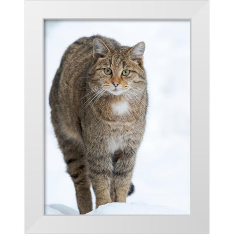 European wildcat during winter in deep snow in National Park Bavarian Forest Germany-Bavaria White Modern Wood Framed Art Print by Zwick, Martin