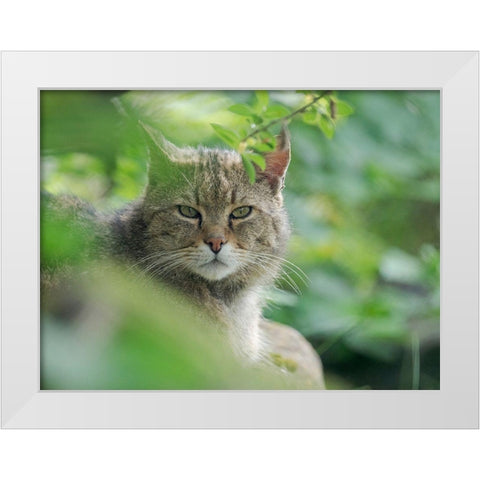 European wildcat in Wildkatzendorf Huetscheroda (wildcat village)-Hainich-Thuringia-Germany White Modern Wood Framed Art Print by Zwick, Martin
