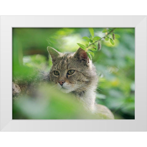 European wildcat in Wildkatzendorf Huetscheroda (wildcat village)-Hainich-Thuringia-Germany White Modern Wood Framed Art Print by Zwick, Martin