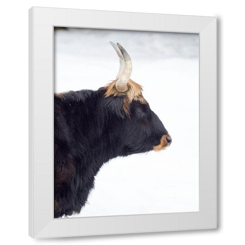 Heck Cattle -an attempt to breed back the extinct Aurochs from domestic cattle Germany-Bavaria White Modern Wood Framed Art Print by Zwick, Martin