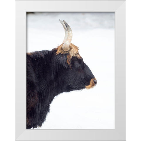 Heck Cattle -an attempt to breed back the extinct Aurochs from domestic cattle Germany-Bavaria White Modern Wood Framed Art Print by Zwick, Martin