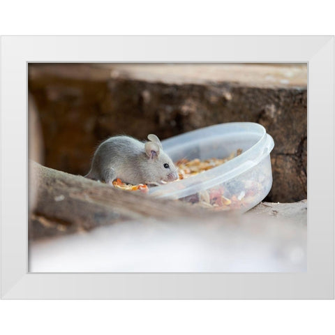 House mouse in Wildkatzendorf Huetscheroda (wildcat village)-Hainich-Thuringia-Germany White Modern Wood Framed Art Print by Zwick, Martin