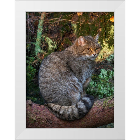 European wildcat in National Park Bavarian Forest Germany-Bavaria White Modern Wood Framed Art Print by Zwick, Martin