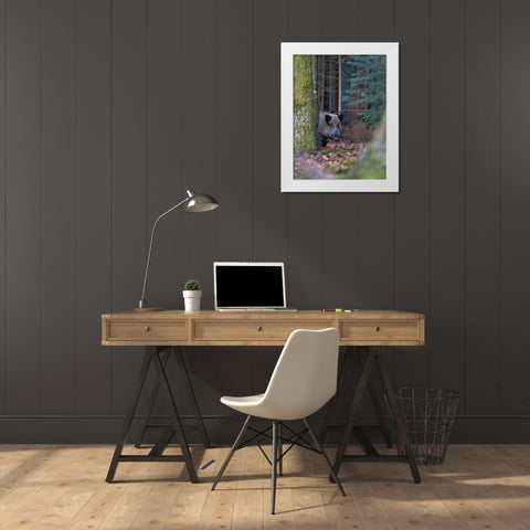 Wild boar during winter in high forest Bavarian Forest National Park Germany-Bavaria White Modern Wood Framed Art Print by Zwick, Martin