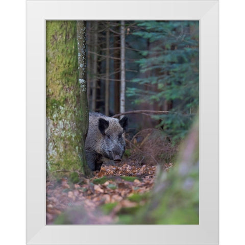 Wild boar during winter in high forest Bavarian Forest National Park Germany-Bavaria White Modern Wood Framed Art Print by Zwick, Martin