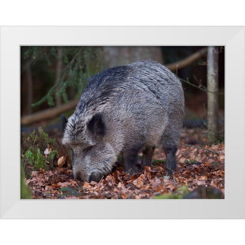 Wild boar during winter in high forest Bavarian Forest National Park Germany-Bavaria White Modern Wood Framed Art Print by Zwick, Martin