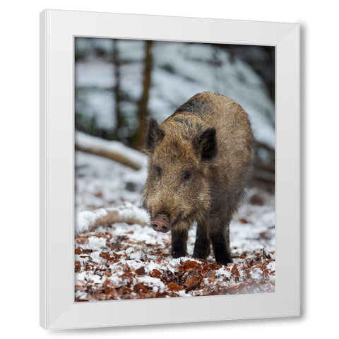 Wild boar during winter in high forest Bavarian Forest National Park Germany-Bavaria White Modern Wood Framed Art Print by Zwick, Martin