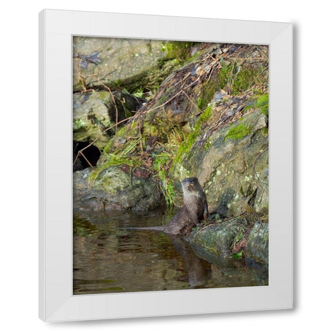 Eurasian Otter (Lutra lutra) during winter Bavarian Forest National Park Germany-Bavaria White Modern Wood Framed Art Print by Zwick, Martin