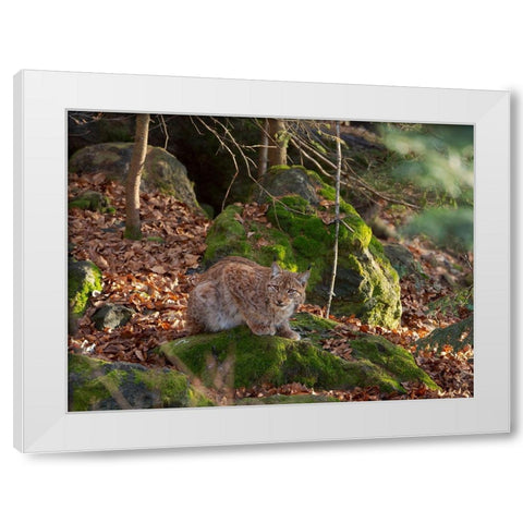 Eurasian Lynx (Lynx lynx ) during winter Bavarian Forest National Park Germany-Bavaria White Modern Wood Framed Art Print by Zwick, Martin