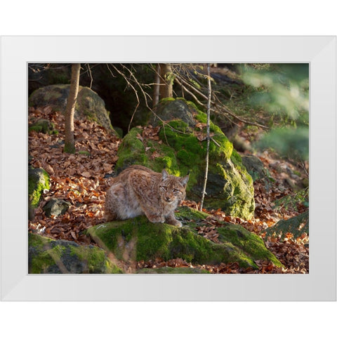 Eurasian Lynx (Lynx lynx ) during winter Bavarian Forest National Park Germany-Bavaria White Modern Wood Framed Art Print by Zwick, Martin