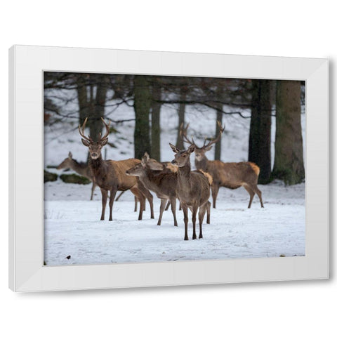 Red deer (Cervus elaphus) during winter Bavarian Forest National Park Germany-Bavaria White Modern Wood Framed Art Print by Zwick, Martin