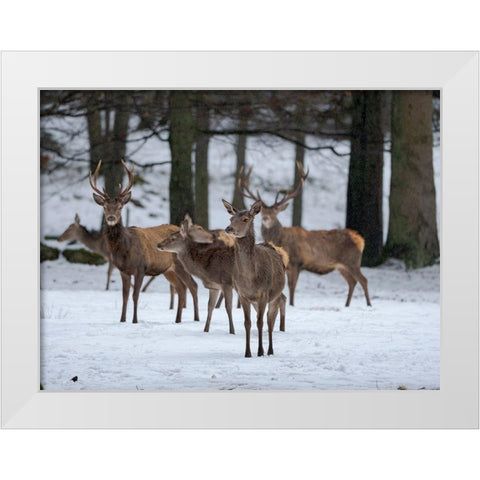 Red deer (Cervus elaphus) during winter Bavarian Forest National Park Germany-Bavaria White Modern Wood Framed Art Print by Zwick, Martin