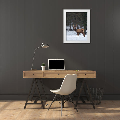 Red deer (Cervus elaphus) during winter Bavarian Forest National Park Germany-Bavaria White Modern Wood Framed Art Print by Zwick, Martin
