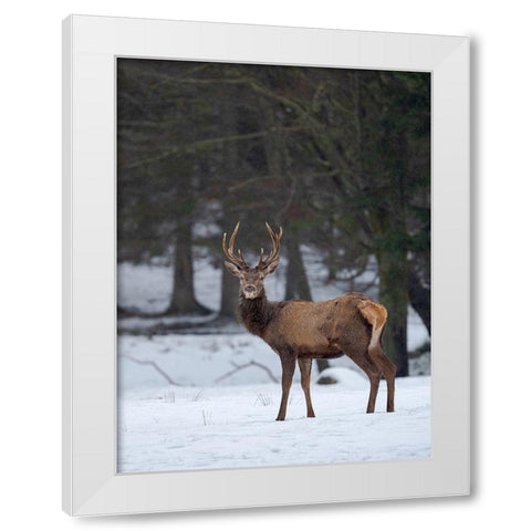 Red deer (Cervus elaphus) during winter Bavarian Forest National Park Germany-Bavaria White Modern Wood Framed Art Print by Zwick, Martin