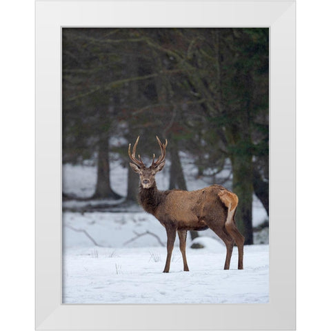 Red deer (Cervus elaphus) during winter Bavarian Forest National Park Germany-Bavaria White Modern Wood Framed Art Print by Zwick, Martin