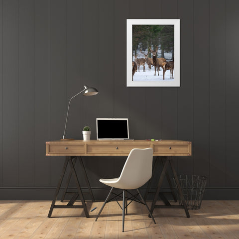 Red deer (Cervus elaphus) during winter Bavarian Forest National Park Germany-Bavaria White Modern Wood Framed Art Print by Zwick, Martin