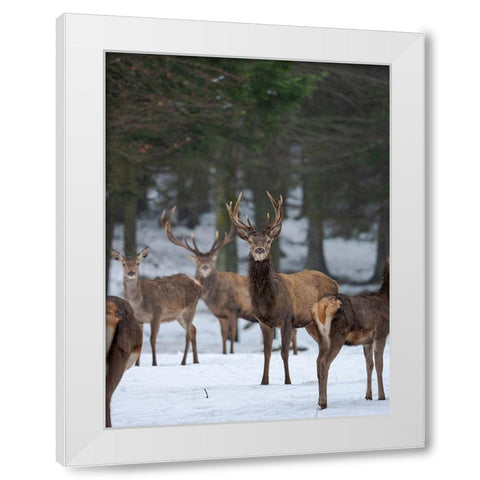 Red deer (Cervus elaphus) during winter Bavarian Forest National Park Germany-Bavaria White Modern Wood Framed Art Print by Zwick, Martin
