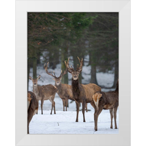 Red deer (Cervus elaphus) during winter Bavarian Forest National Park Germany-Bavaria White Modern Wood Framed Art Print by Zwick, Martin
