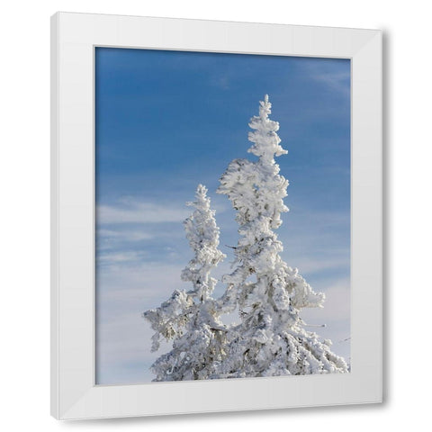 Snow-covered trees at the peak of Mount Lusen Central Germany-Bavaria White Modern Wood Framed Art Print by Zwick, Martin