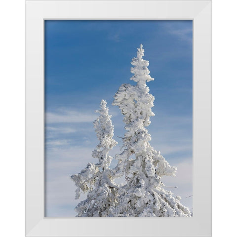 Snow-covered trees at the peak of Mount Lusen Central Germany-Bavaria White Modern Wood Framed Art Print by Zwick, Martin
