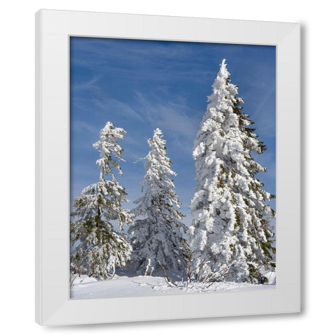 Snow-covered trees at the peak of Mount Lusen Central Germany-Bavaria White Modern Wood Framed Art Print by Zwick, Martin