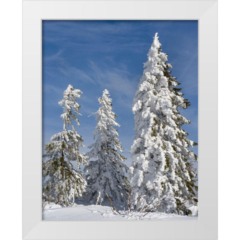 Snow-covered trees at the peak of Mount Lusen Central Germany-Bavaria White Modern Wood Framed Art Print by Zwick, Martin