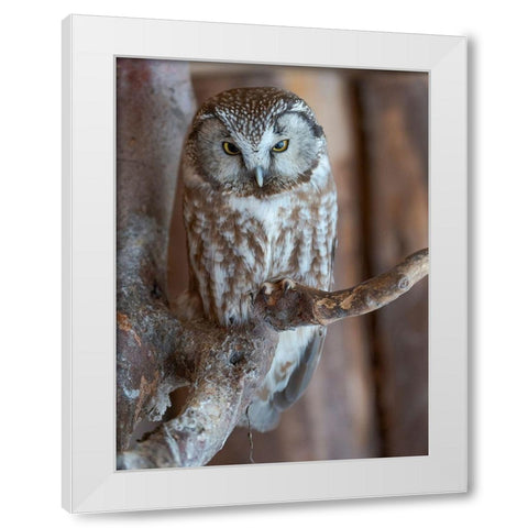 Boreal owl (Aegolius funereus) Enclosure area of the National Park Bavarian Forest White Modern Wood Framed Art Print by Zwick, Martin