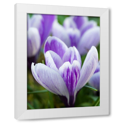 Crocus- variety Pickwick- Germany White Modern Wood Framed Art Print by Zwick, Martin