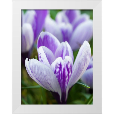 Crocus- variety Pickwick- Germany White Modern Wood Framed Art Print by Zwick, Martin