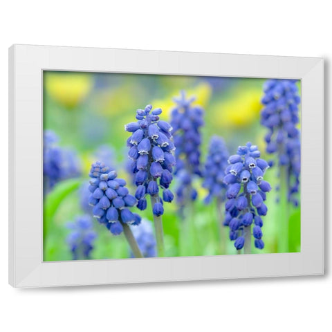 Armenian grape hyacinth. Germany White Modern Wood Framed Art Print by Zwick, Martin