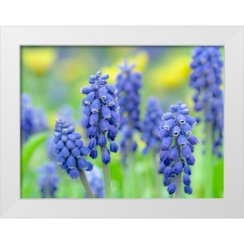 Armenian grape hyacinth. Germany White Modern Wood Framed Art Print by Zwick, Martin