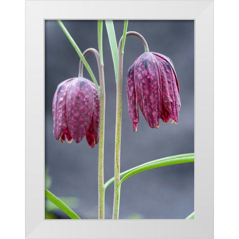 Snakes head or chess flower. Germany White Modern Wood Framed Art Print by Zwick, Martin