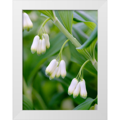 Eurasian Solomons Seal. Germany White Modern Wood Framed Art Print by Zwick, Martin